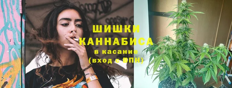 Каннабис OG Kush  Джанкой 